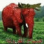 strawberry elephant