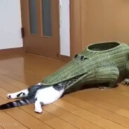 呃zyzj 将以火焰形态出击