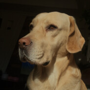 正好十个字不信你数数