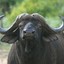 Water Buffalo