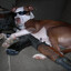 Tdog