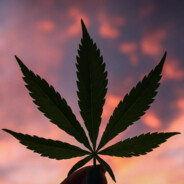 .!.ಗಾಂಜಾ.!.