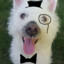 Dapper_Dog