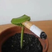 chomper plant is bussin