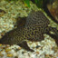 amazon sailfin catfish