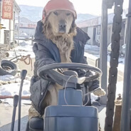 开挖掘机的小金毛