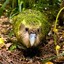 Confident Kakapo