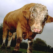 LZY mag DickSchwester