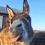 donkeyy