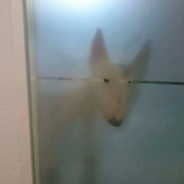 胖虎给你一坨子