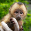 capuchin monkey