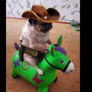 Володя мопсов