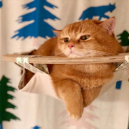 不关橙猫猫的事哦