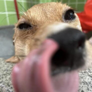 【地狱黑鲨】雷斯