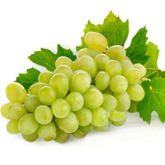 Vinogradik