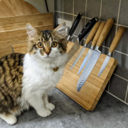 DangerCat