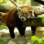 Redpanda lover