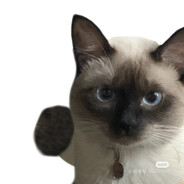 重生之炮灰女配的觉醒