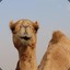 An actual camel