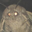 Moth