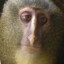 Dmitry.T