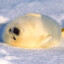 seal0802