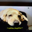 xXPike_Dog69Xx
