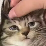 一只透明塑料袋