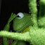 Kermit