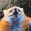 Loaf of Foxes