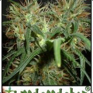 PuRpLeHaZe420/̵͇̿̿/'̿-̅-̅