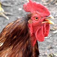 ПРОЧИТАЛ - ПЕТУХ