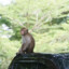 Monkey on the car