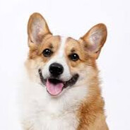 Corgi cat
