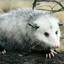 Virginia Opossum
