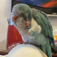 swiftandviolentKoala