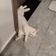 澳门首家线上赌场