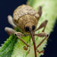 The Bugged one