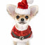 Tiny Dog