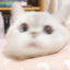 电子瓢