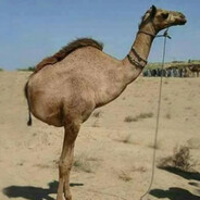 ॐ w∑∑d is all we need ॐ