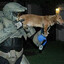 Master Dogs