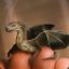 The Tiny Dragon
