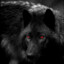✯ALPHA✯