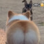 Cute Buns