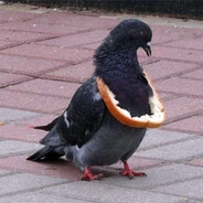 ЕБАНИ ГОЛУБ