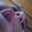 braispg_