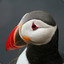 Puffin