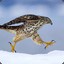 GosHawke