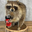 PaganRaccoon